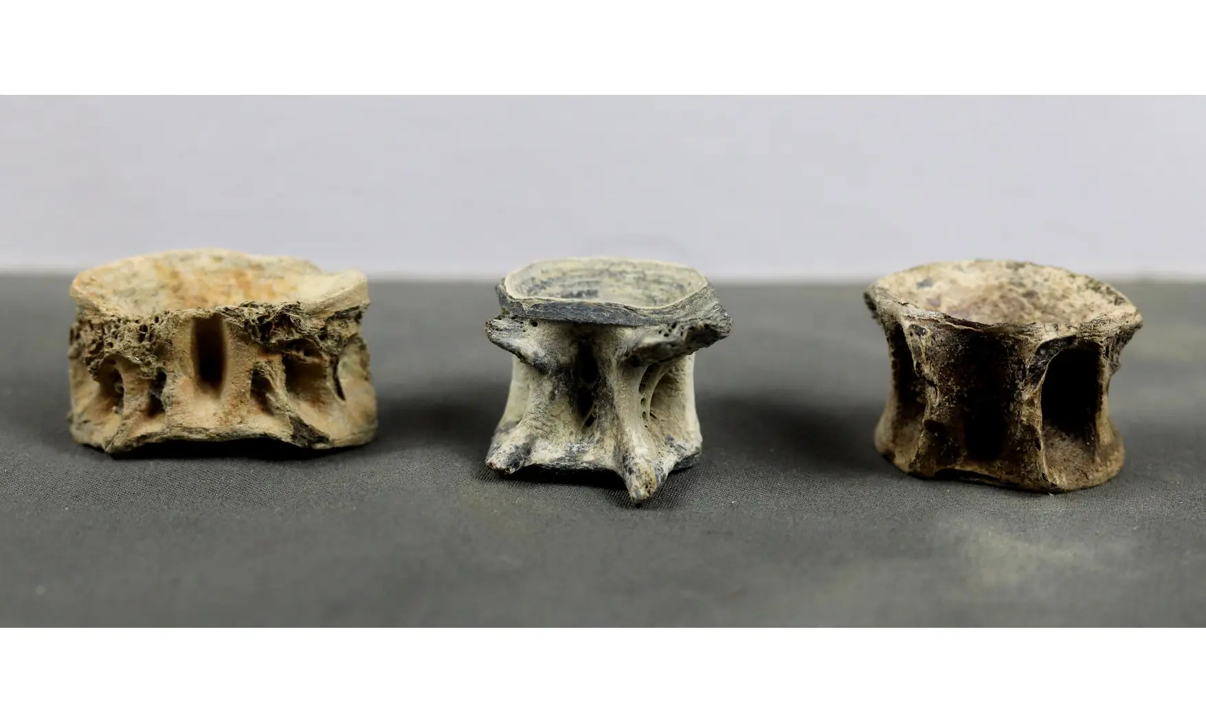Fish vertebrae