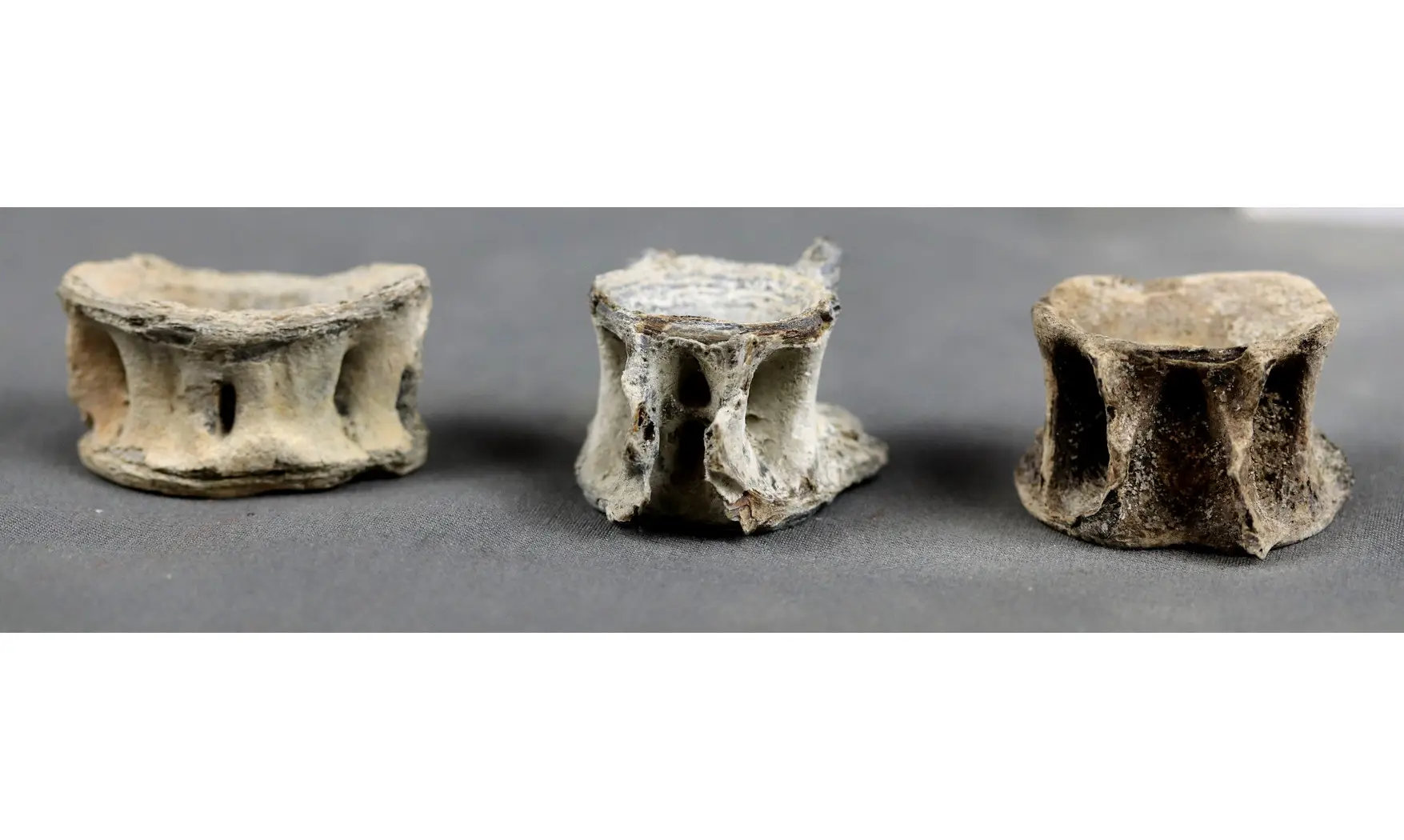 Fish vertebrae