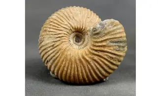 Cadoceras sp