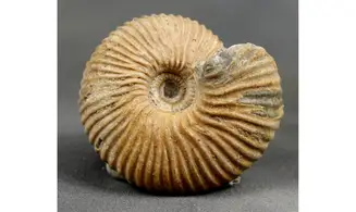 Cadoceras sp