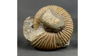 Cadoceras sp
