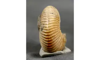 Cadoceras sp