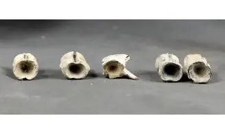 Vertèbres de poisson