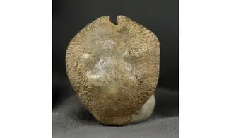 Barycypraea quadrinodosa