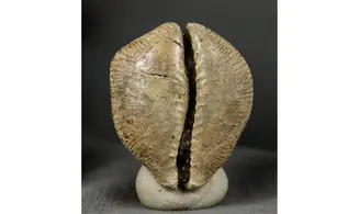 Barycypraea quadrinodosa