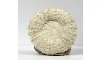 Phymosoma magnificum