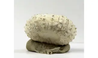 Phymosoma magnificum