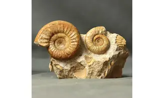 Choffatia waageni + grossouvria curvicos