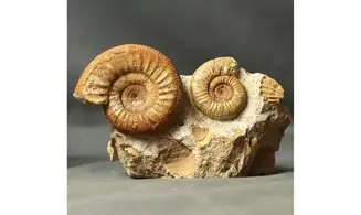 Choffatia waageni + grossouvria curvicos