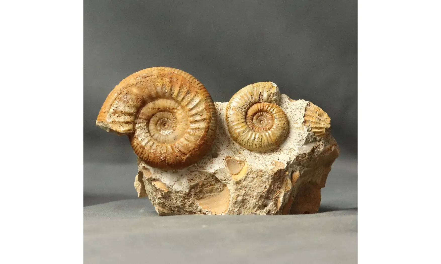 Choffatia waageni + grossouvria curvicos