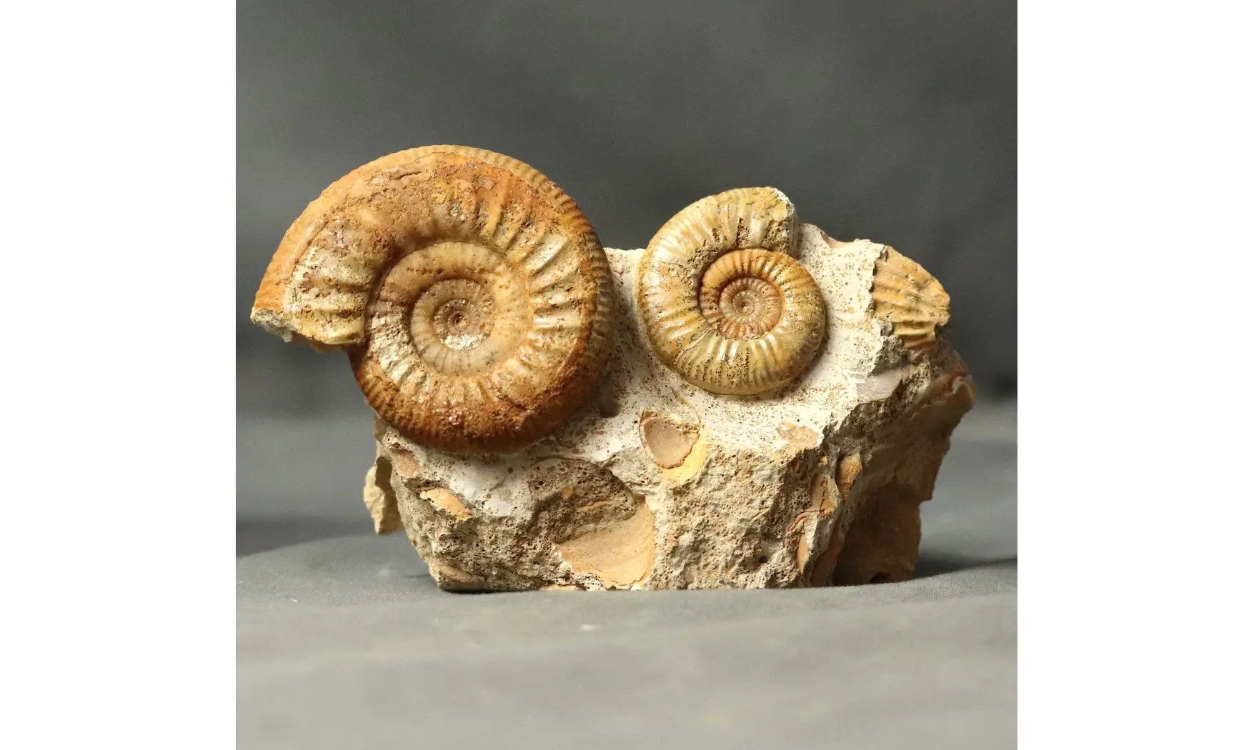 Choffatia waageni + grossouvria curvicos