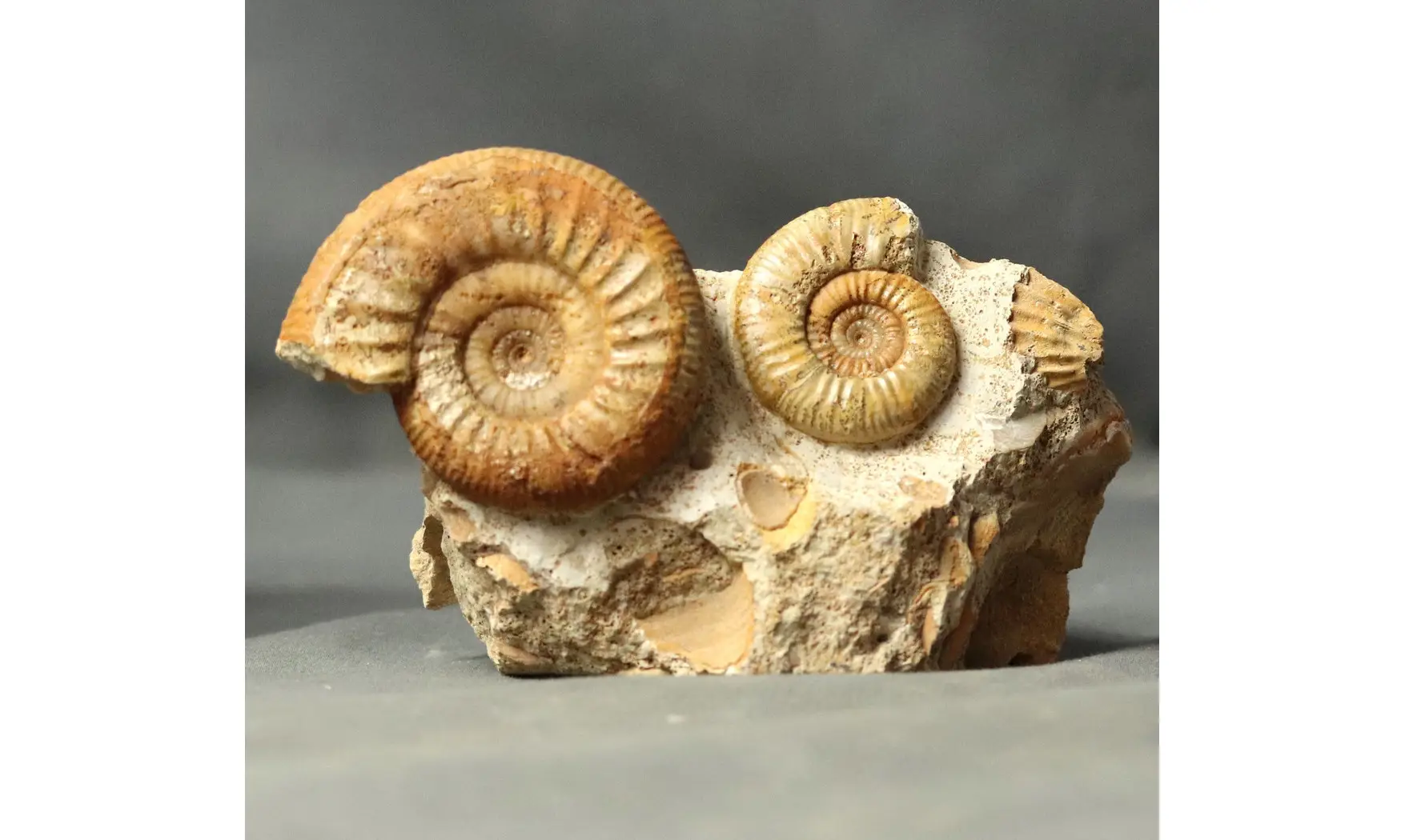 Choffatia waageni + grossouvria curvicos