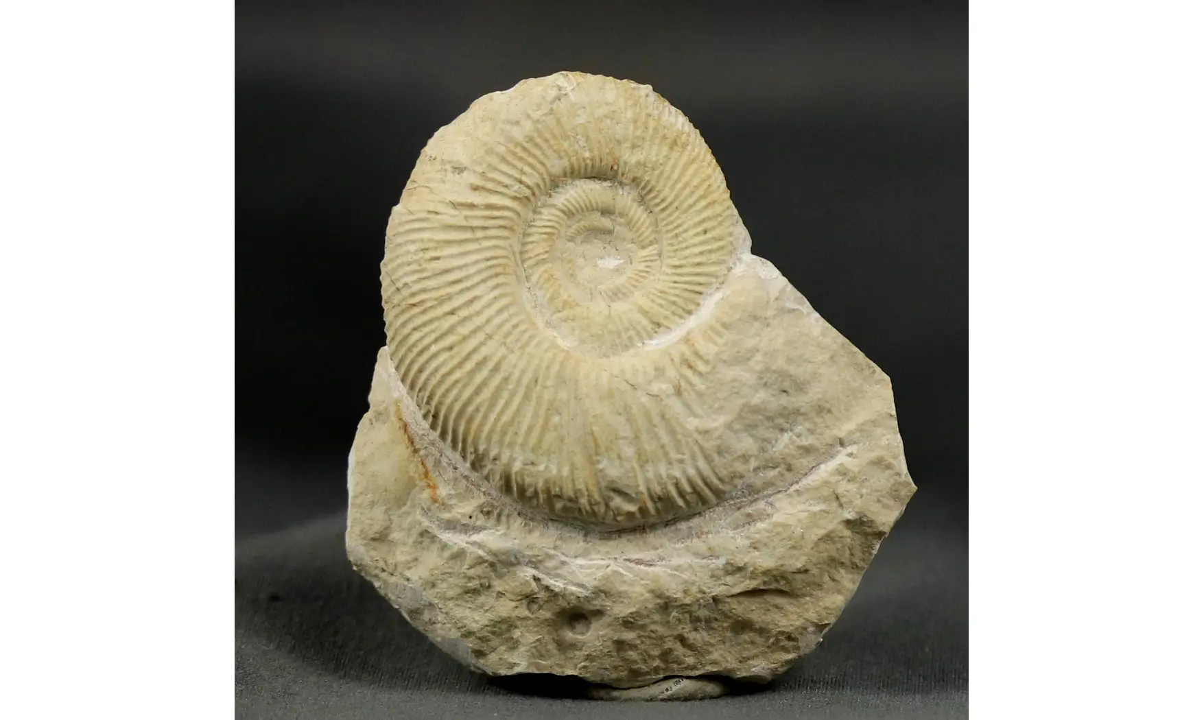 Orthosphinctes virgulatus