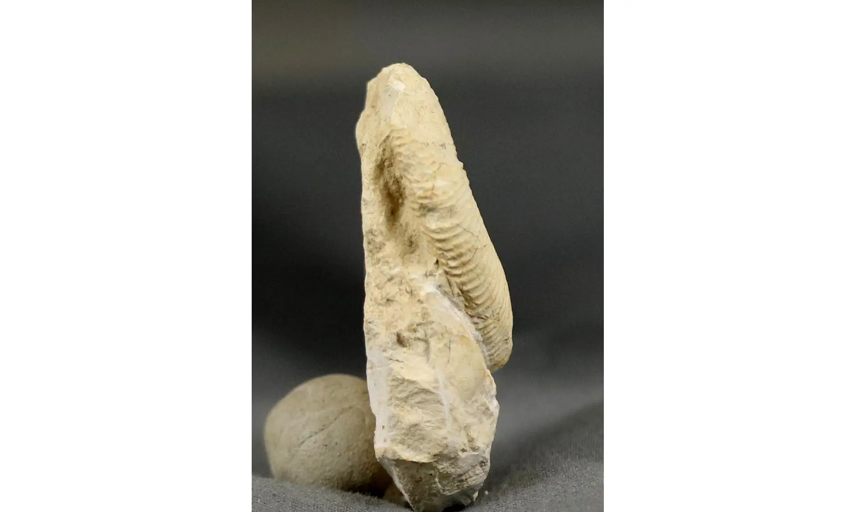 Orthosphinctes virgulatus