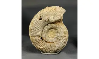 Subdiscosphinctes aeneas