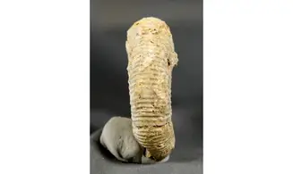 Subdiscosphinctes aeneas