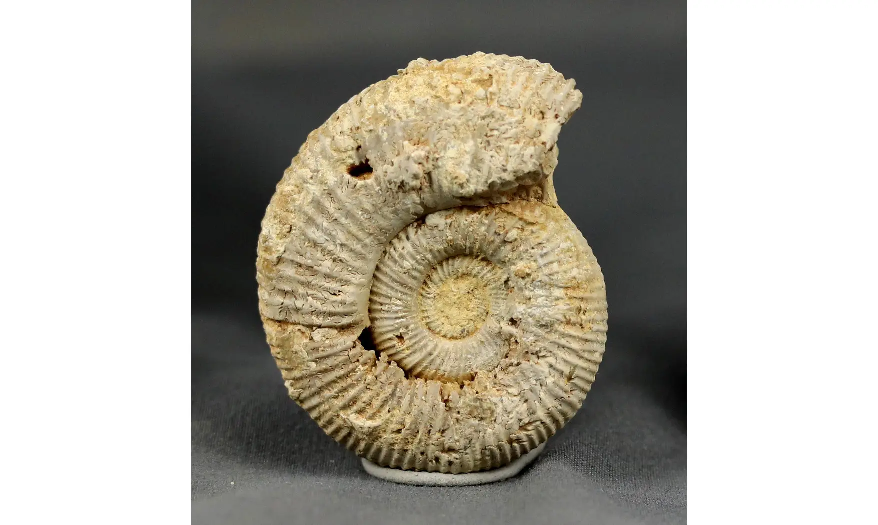Subdiscosphinctes aeneas