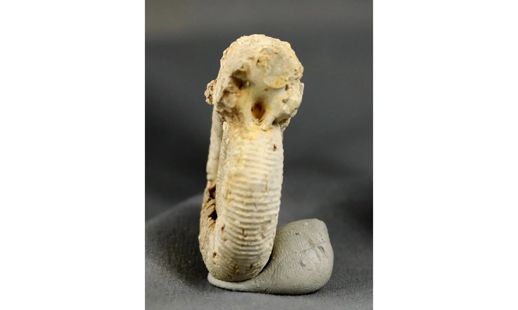 Subdiscosphinctes aeneas
