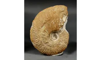 Ochetoceras marantianum