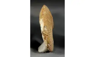Ochetoceras marantianum