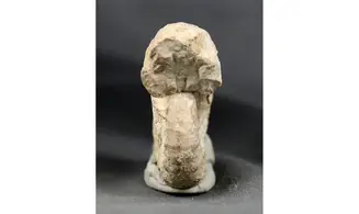 Euaspidoceras striatocostatum