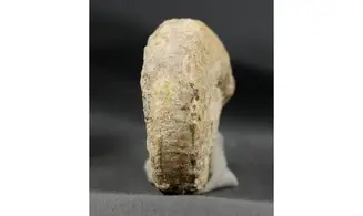 Euaspidoceras striatocostatum
