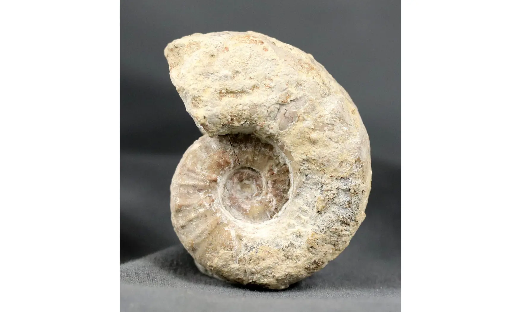 Euaspidoceras striatocostatum