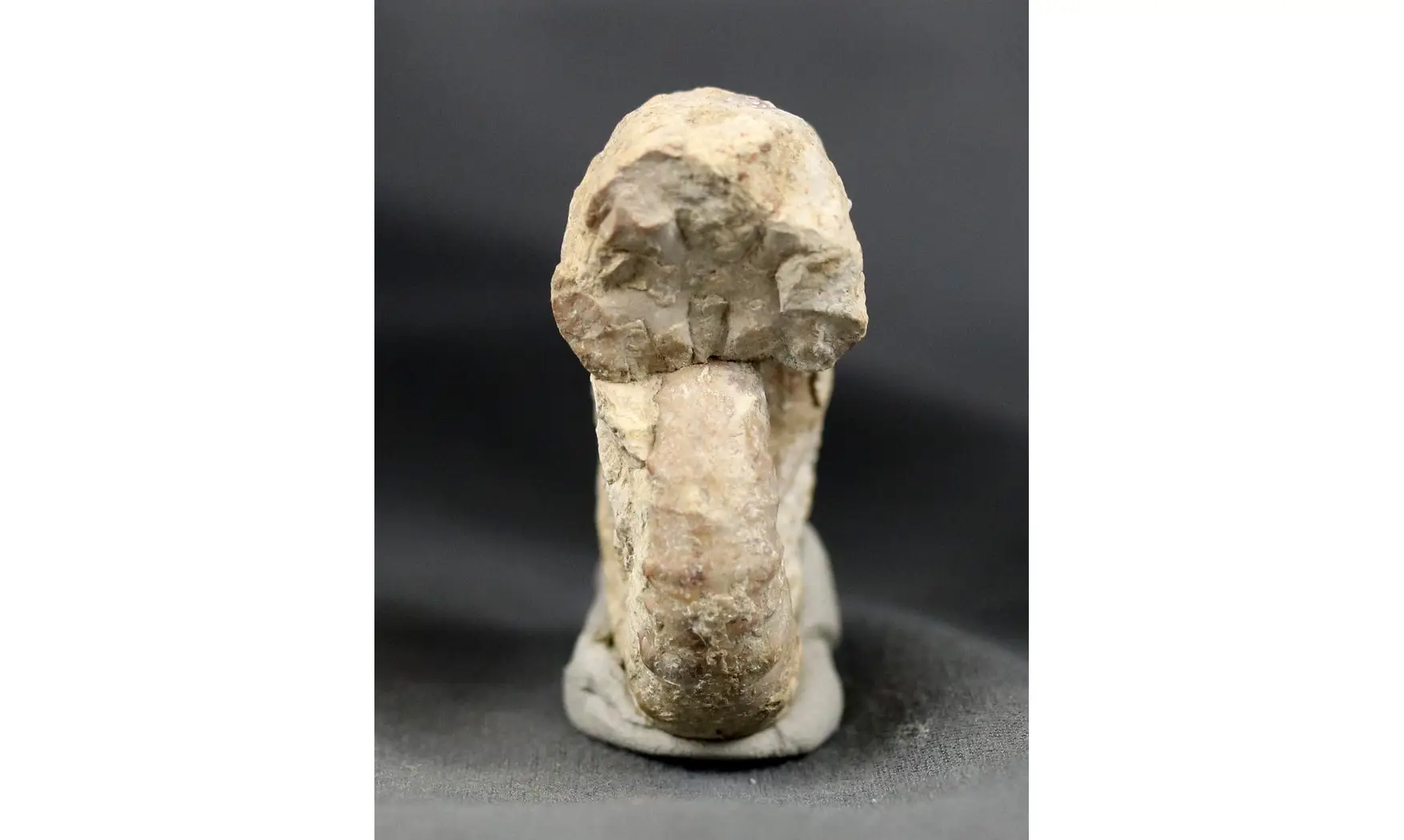 Euaspidoceras striatocostatum