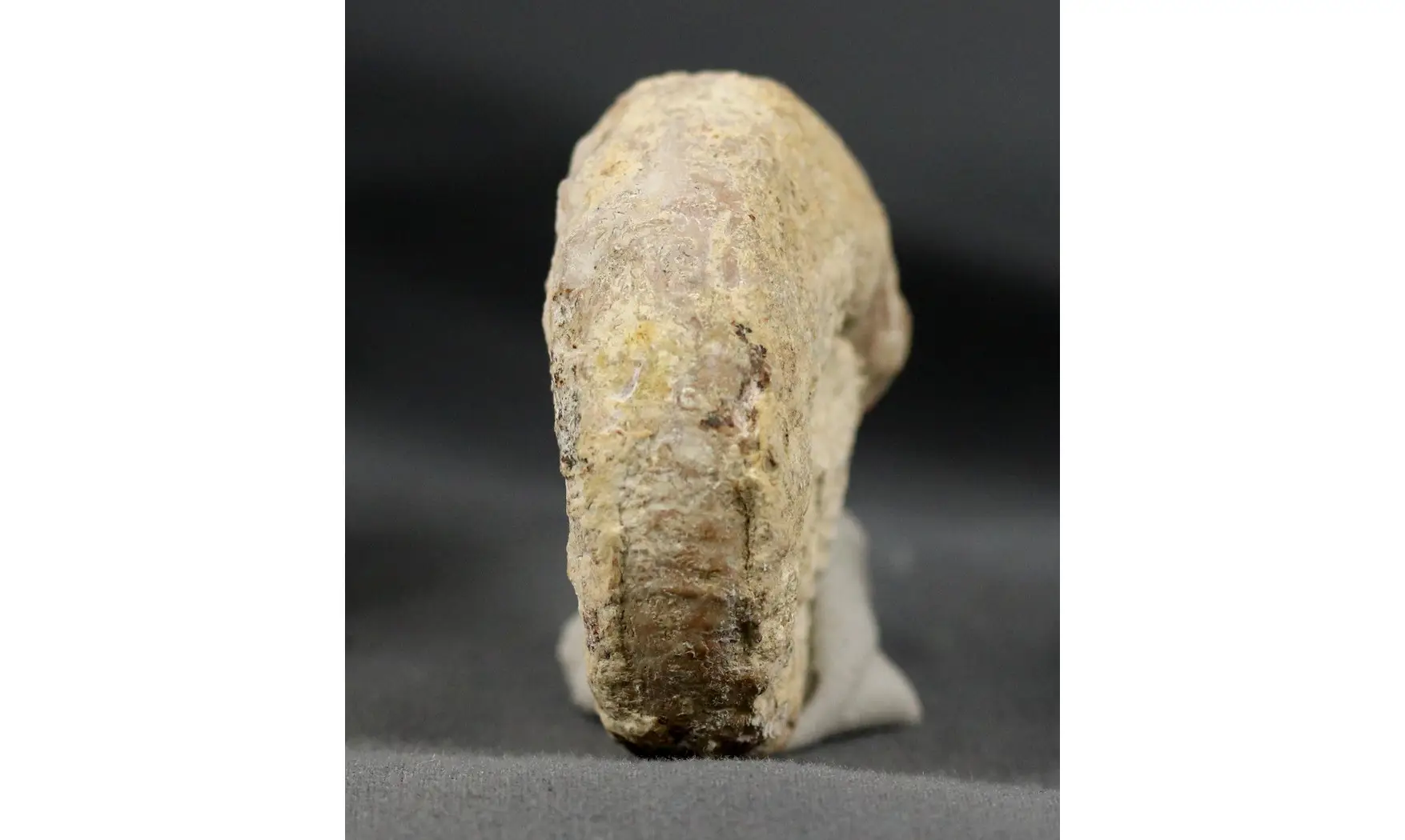 Euaspidoceras striatocostatum