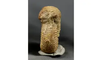 Otosphinctes vermicularis