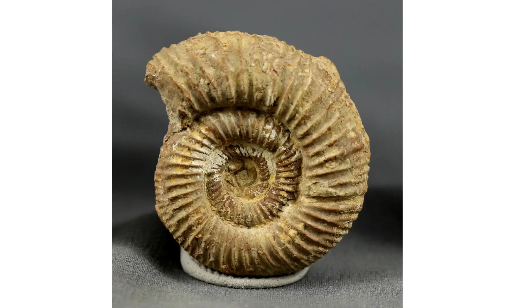 Otosphinctes vermicularis