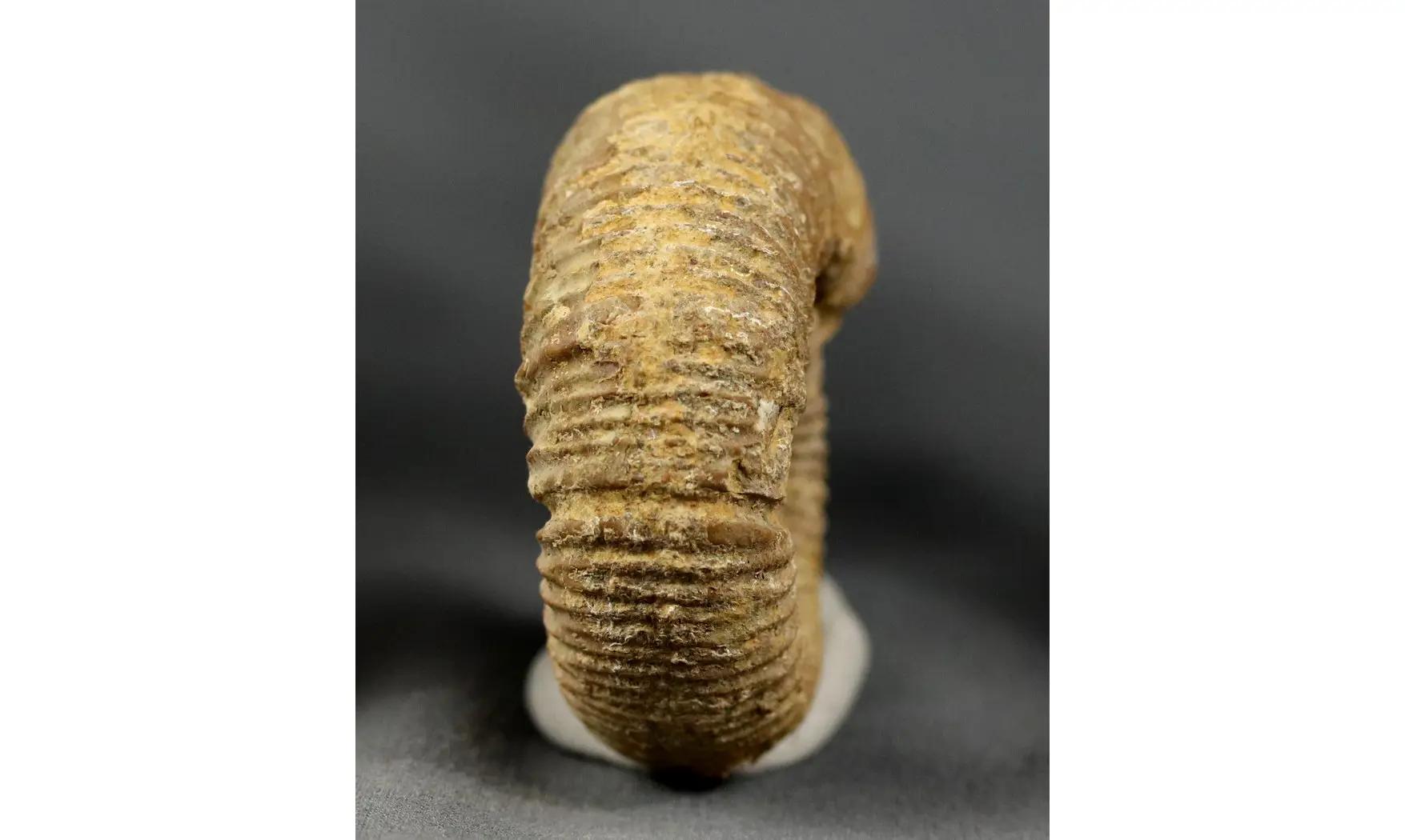 Otosphinctes vermicularis