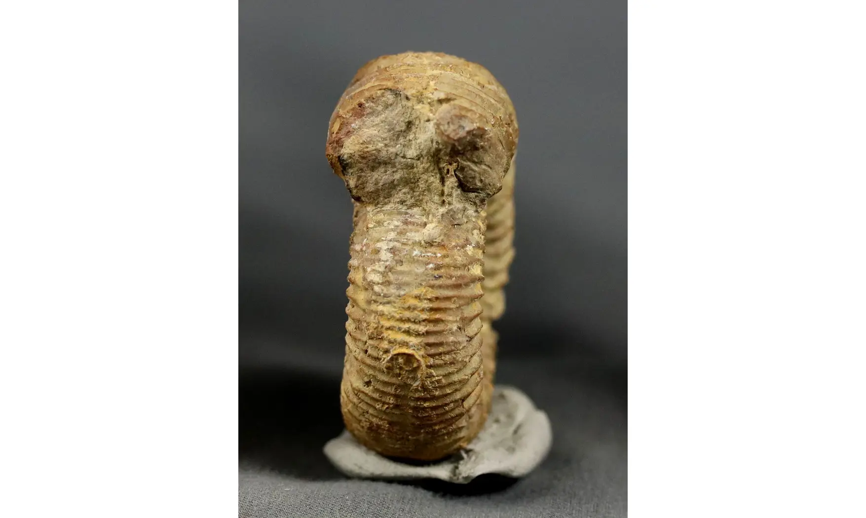 Otosphinctes vermicularis