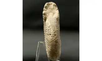 Orthosphinctes tiziani
