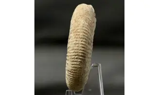 Orthosphinctes tiziani