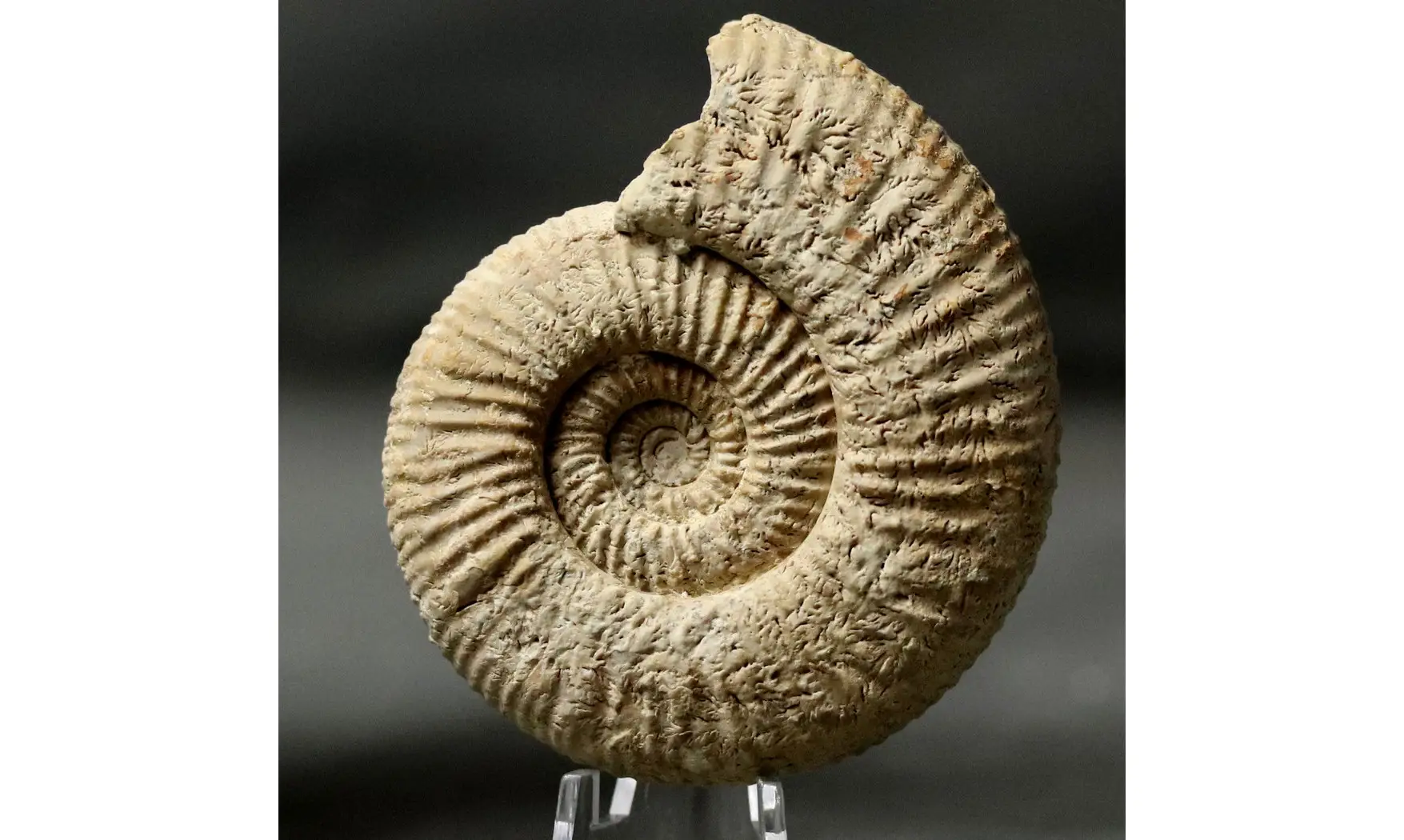 Orthosphinctes tiziani