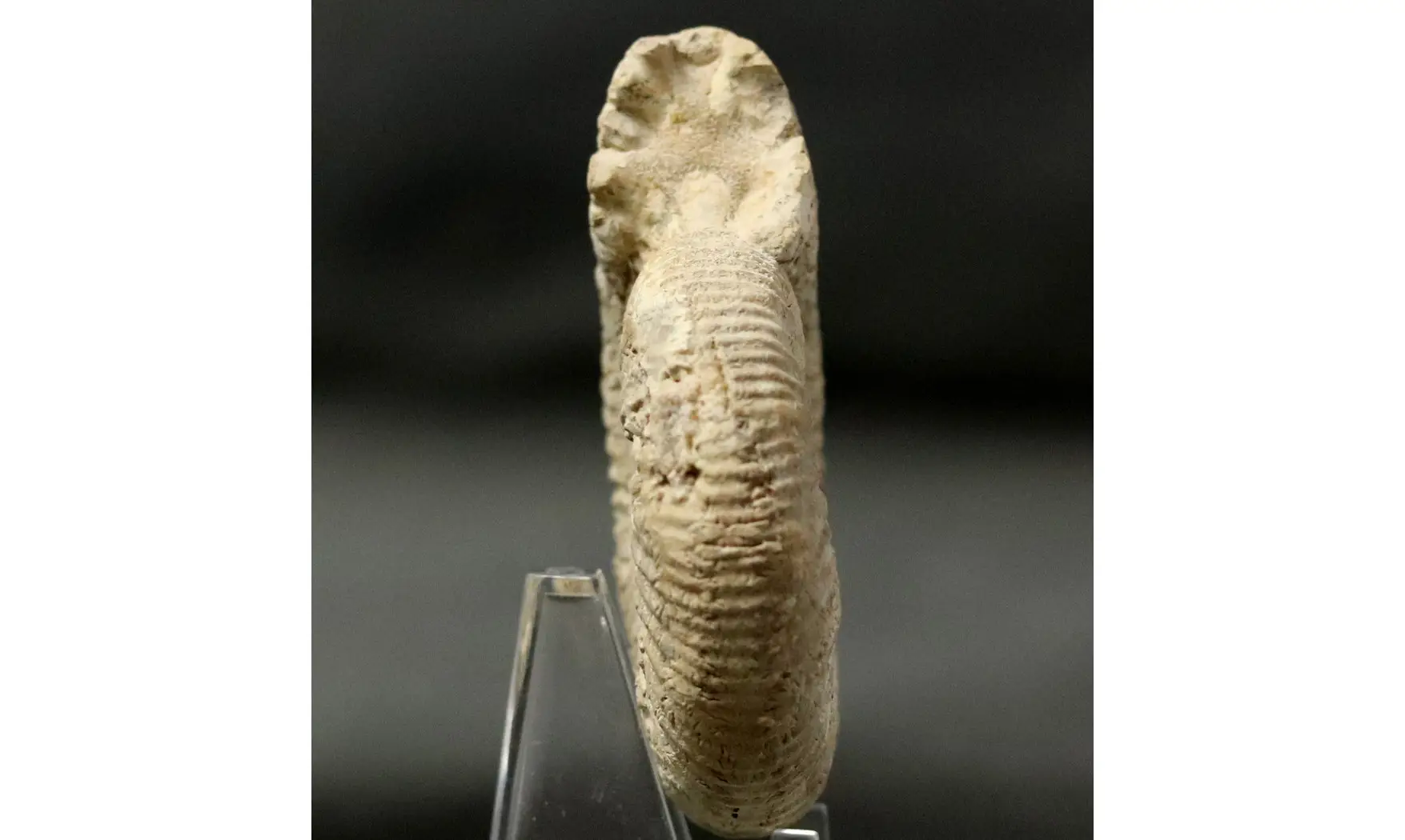 Orthosphinctes tiziani