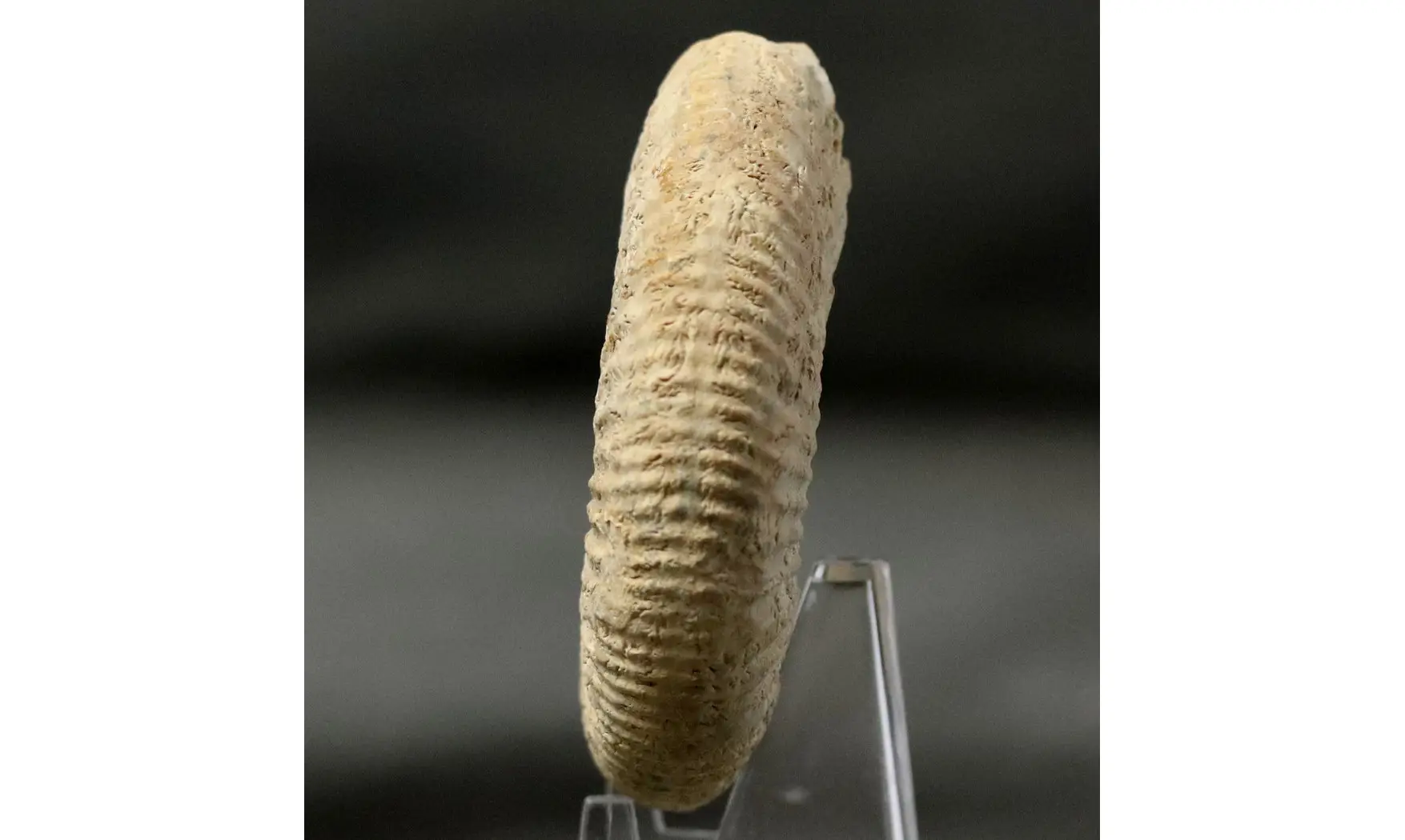 Orthosphinctes tiziani