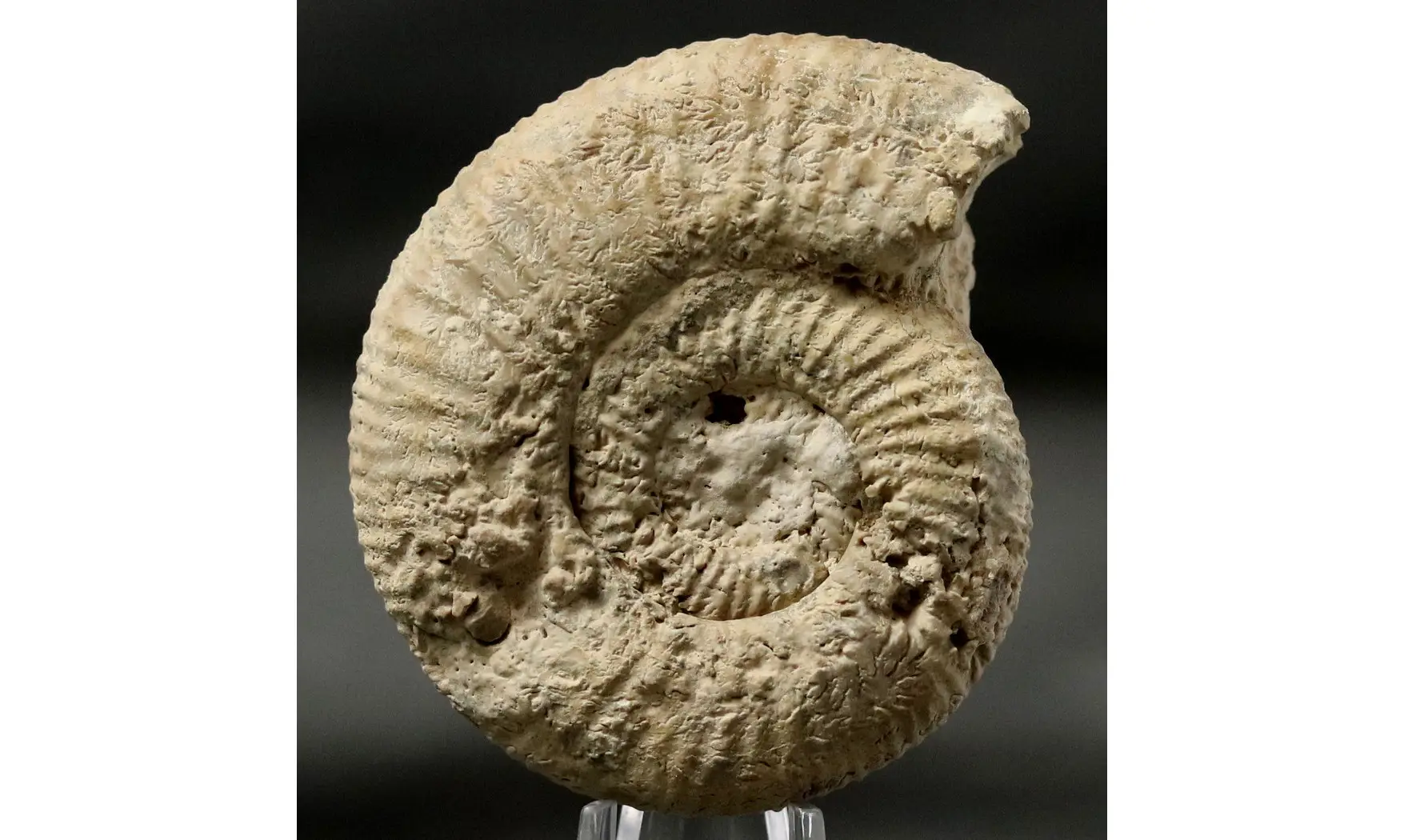 Orthosphinctes tiziani