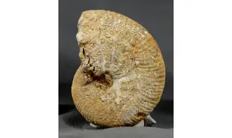 Taramelliceras externodosum