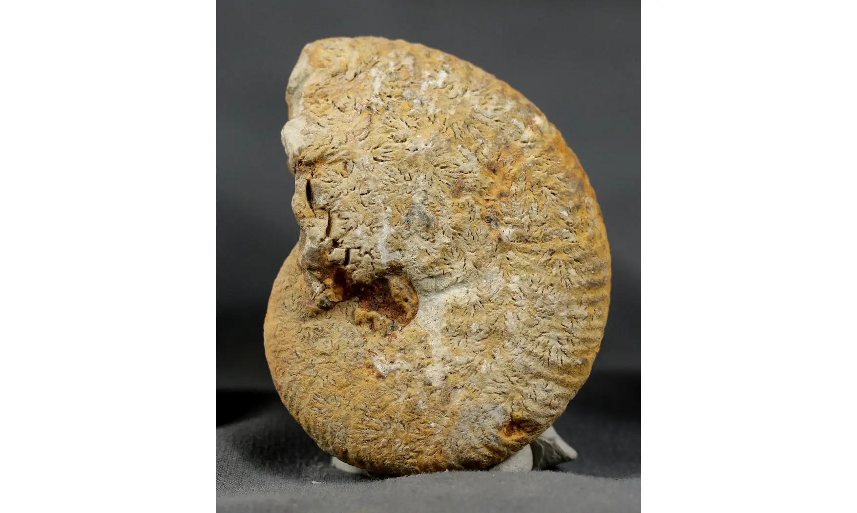 Taramelliceras externodosum