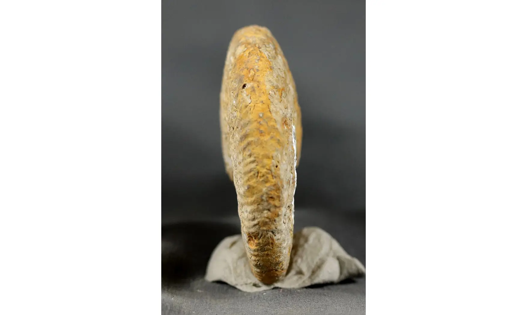 Taramelliceras externodosum