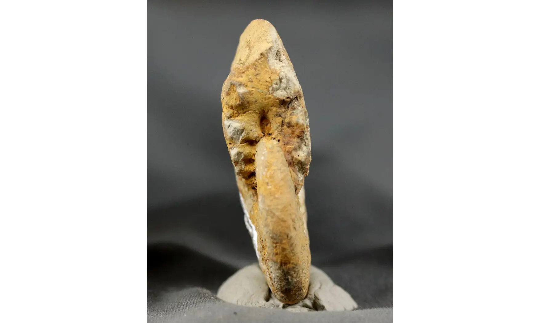 Taramelliceras externodosum