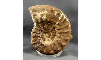 Euaspidoceras oegir