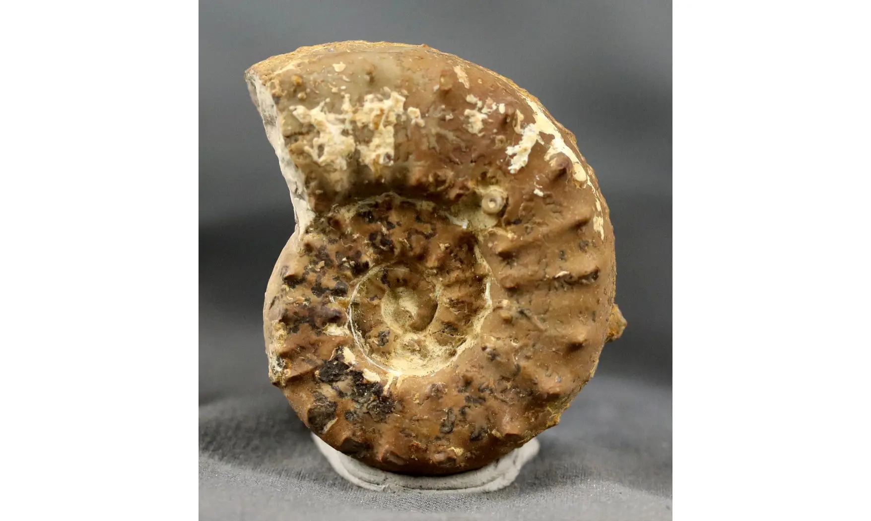 Euaspidoceras oegir