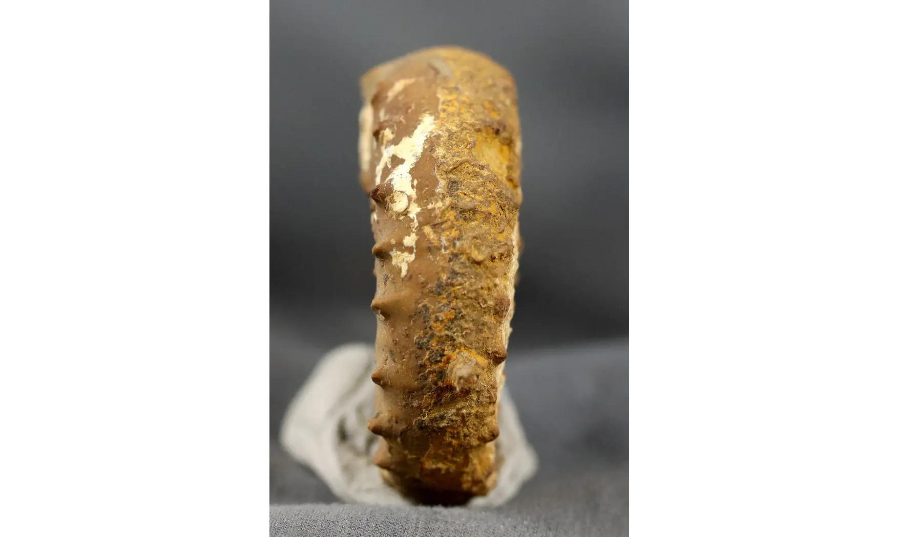Euaspidoceras oegir