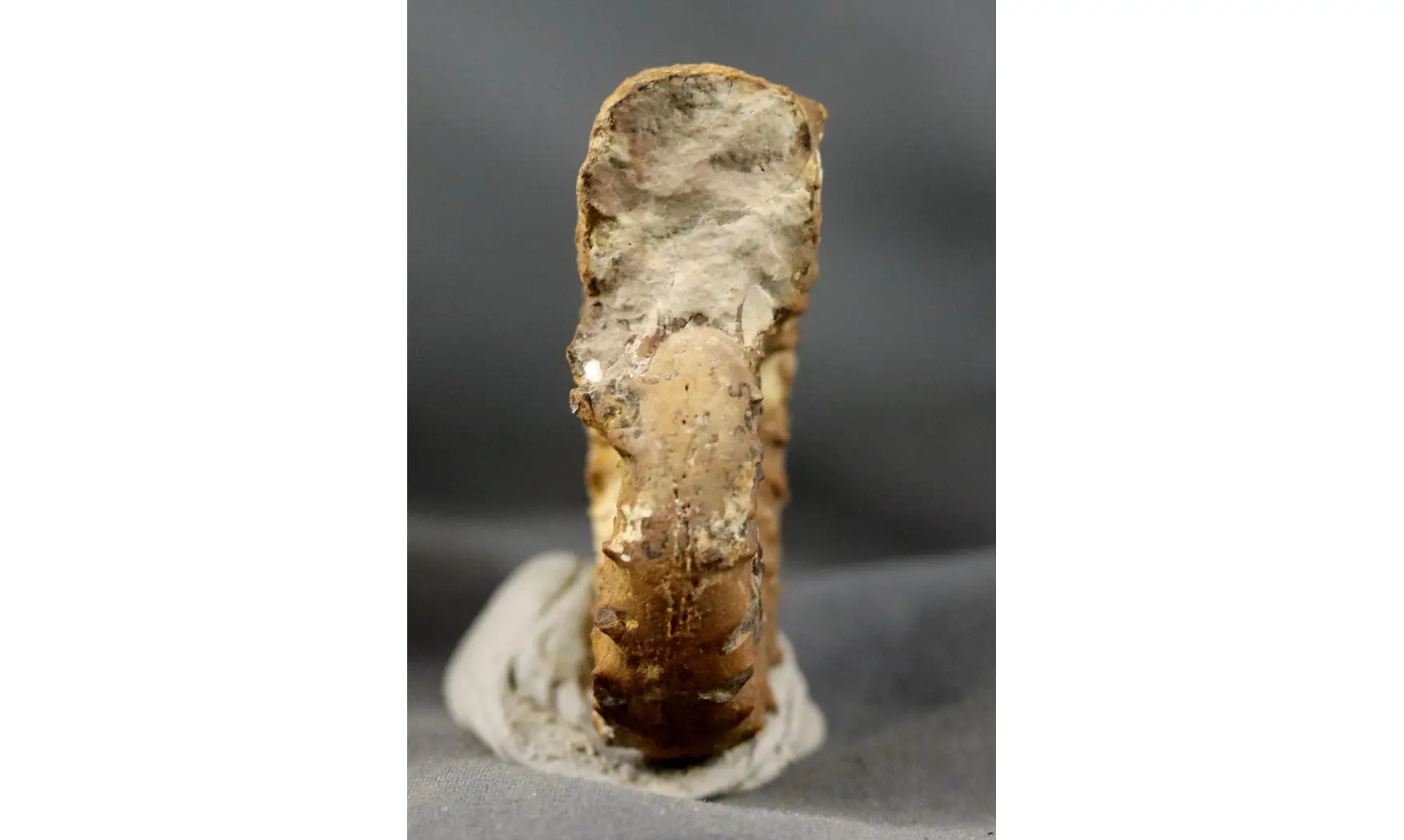 Euaspidoceras oegir