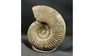 Dichotomoceras bifurcatus