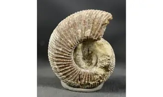Dichotomoceras bifurcatus