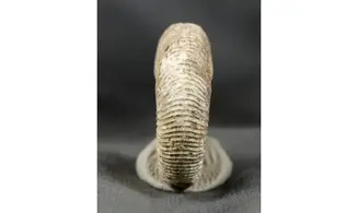 Dichotomoceras bifurcatus